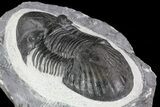 Paralejurus Trilobite - Huge Specimen #73038-3
